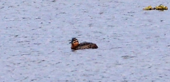 Masked Duck - ML43887551