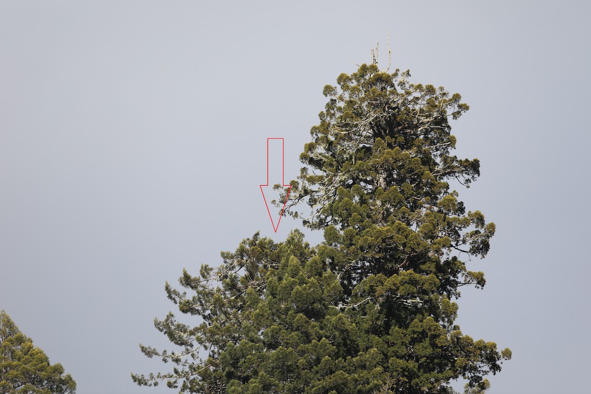 Osprey (carolinensis) - ML438875821