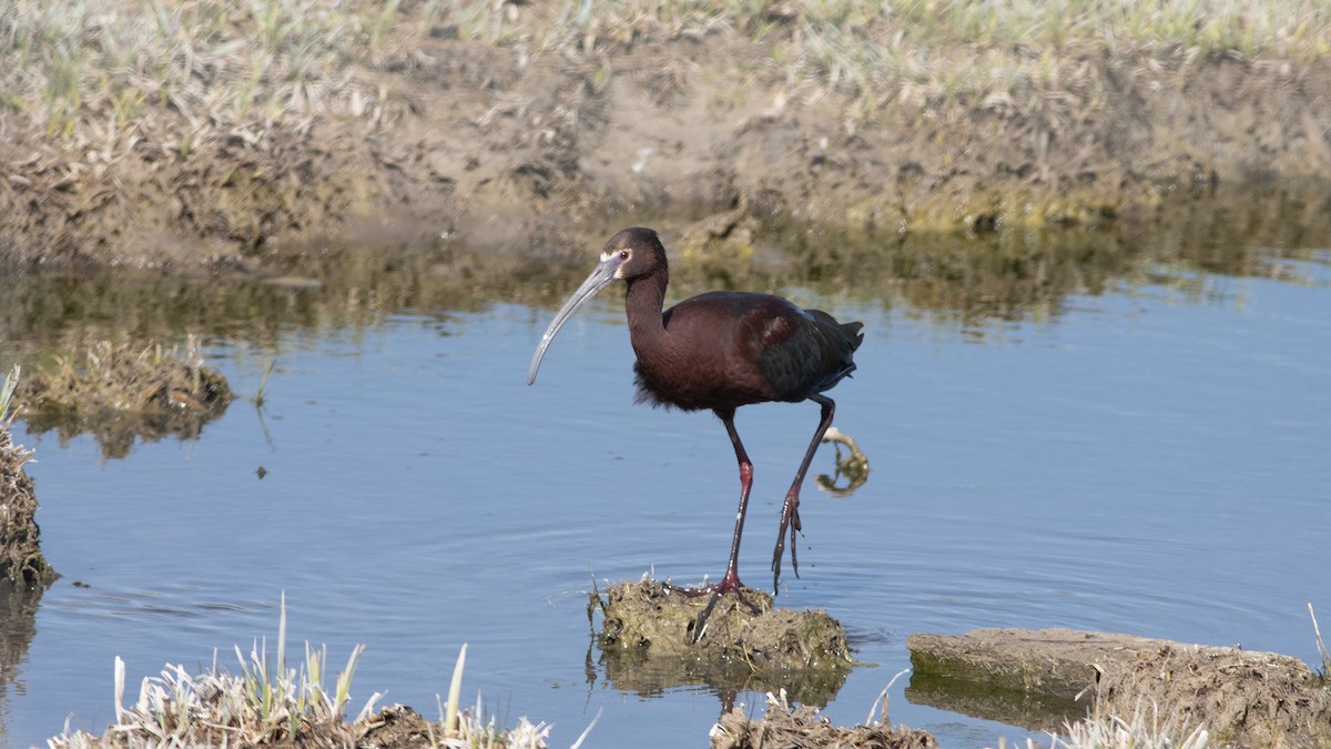 White-faced Ibis - ML438877011