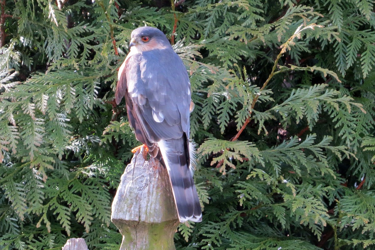 Sharp-shinned Hawk - Jeff Culler