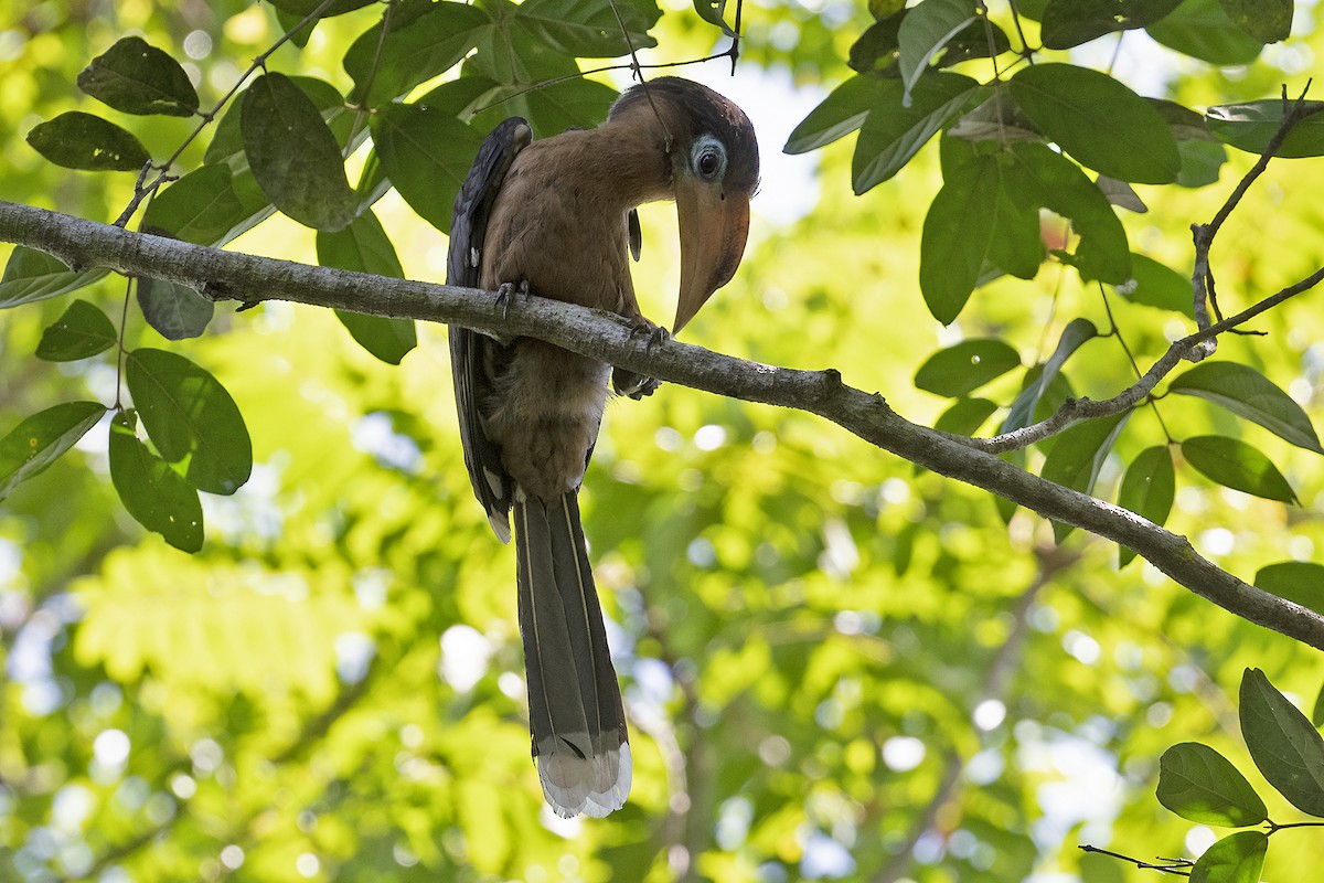 Rusty-cheeked Hornbill - Junpha Jartuporn