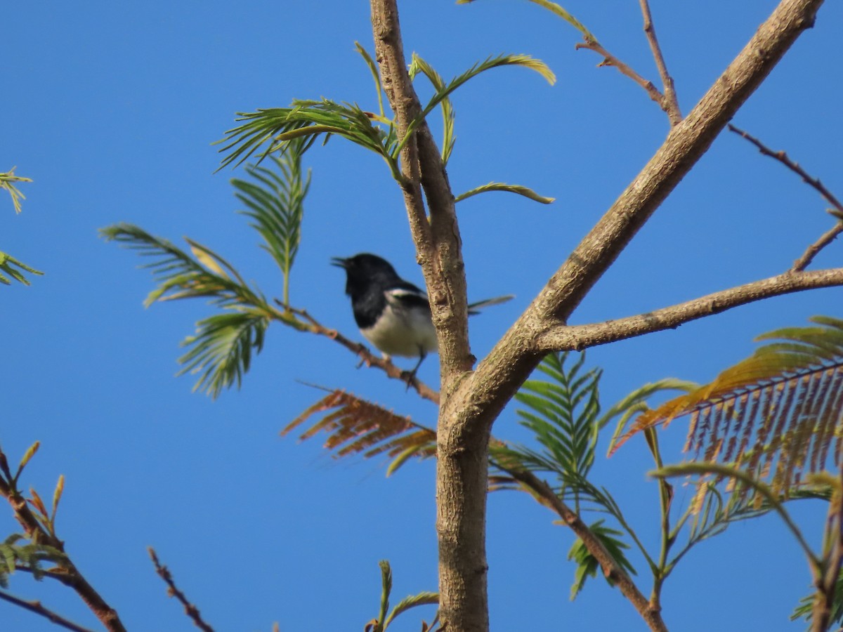 Oriental Magpie-Robin - Sreekumar Chirukandoth
