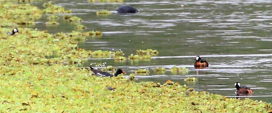 White-tufted Grebe - ML43887911