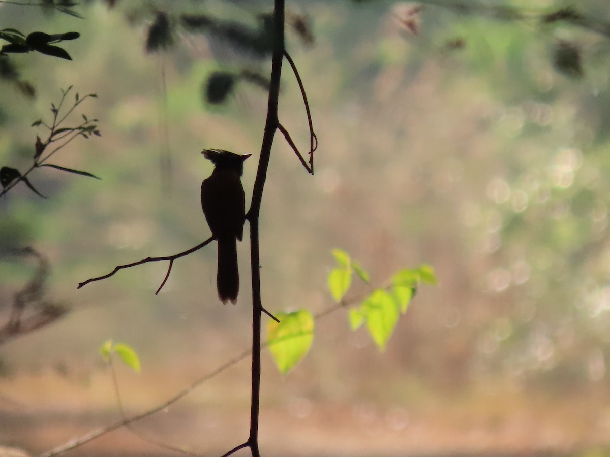 Indian Paradise-Flycatcher - Sreekumar Chirukandoth