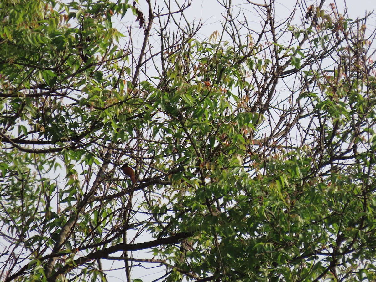 Indian Paradise-Flycatcher - ML438880261