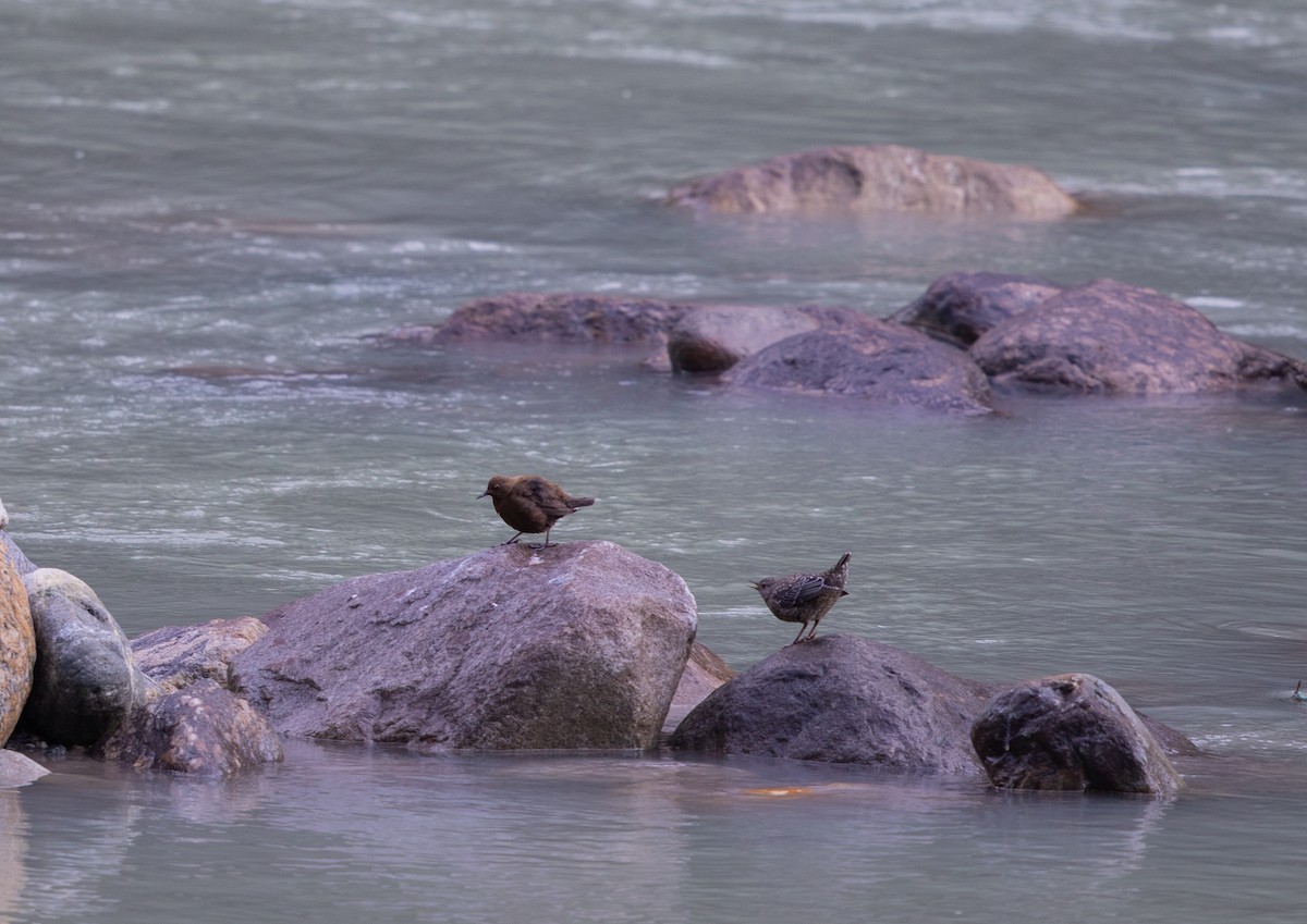 Brown Dipper - ML438880421