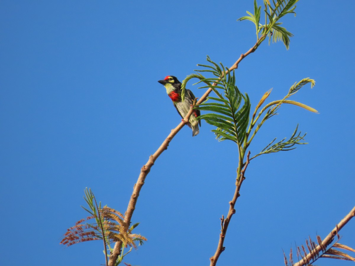 Coppersmith Barbet - Sreekumar Chirukandoth