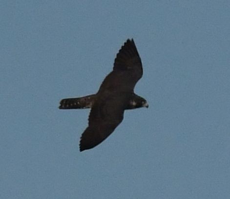 Peregrine Falcon (Malagasy) - ML438881361