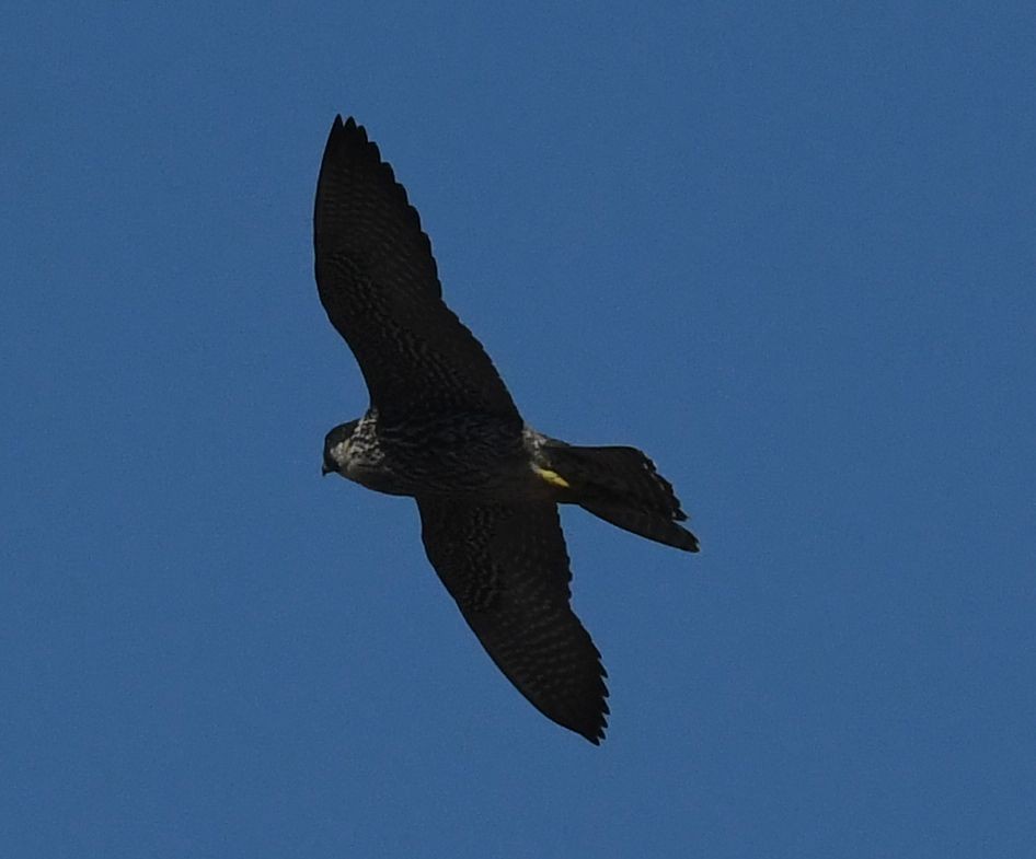 Peregrine Falcon (Malagasy) - ML438881371