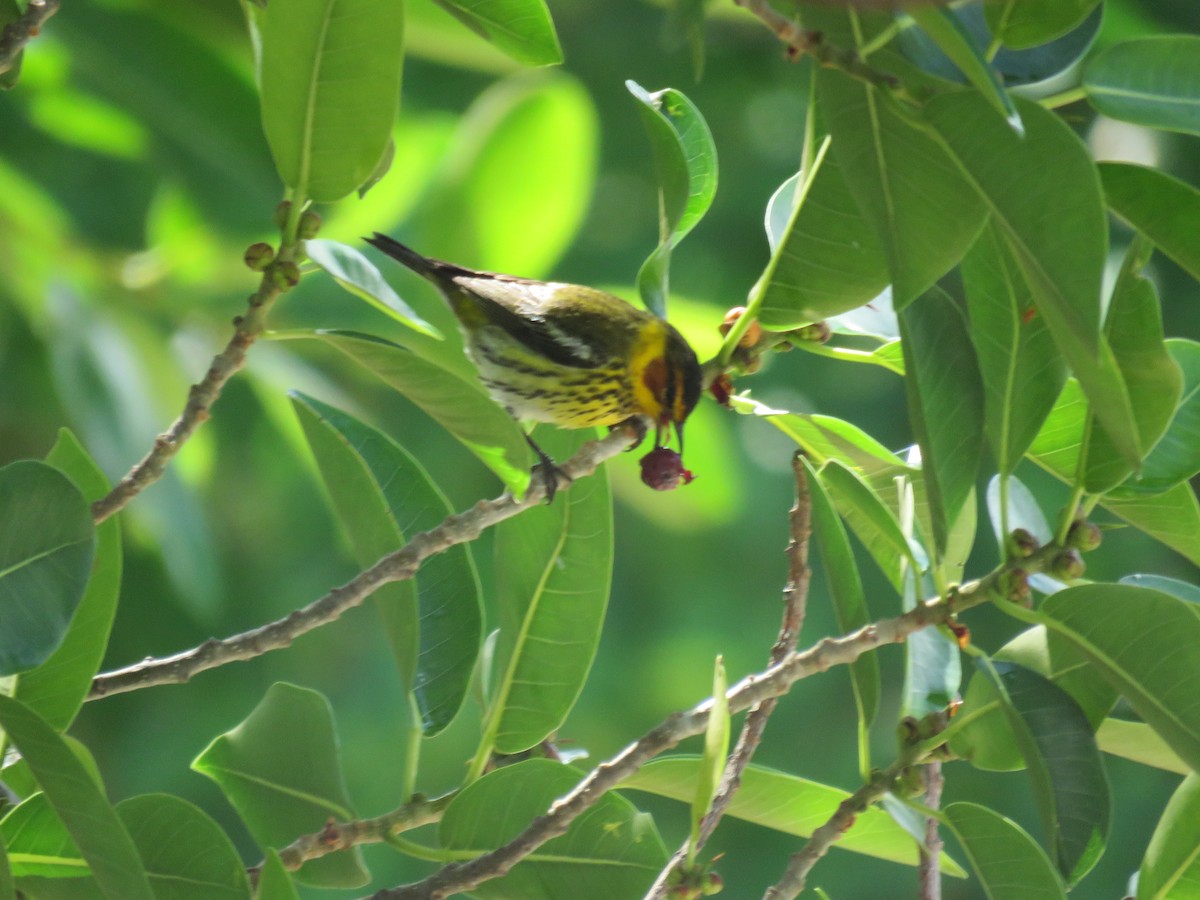 Cape May Warbler - ML438882581
