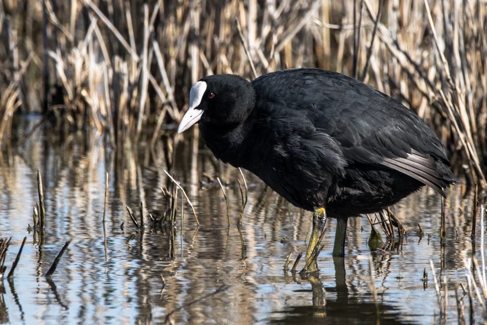 Eurasian Coot - ML438882931