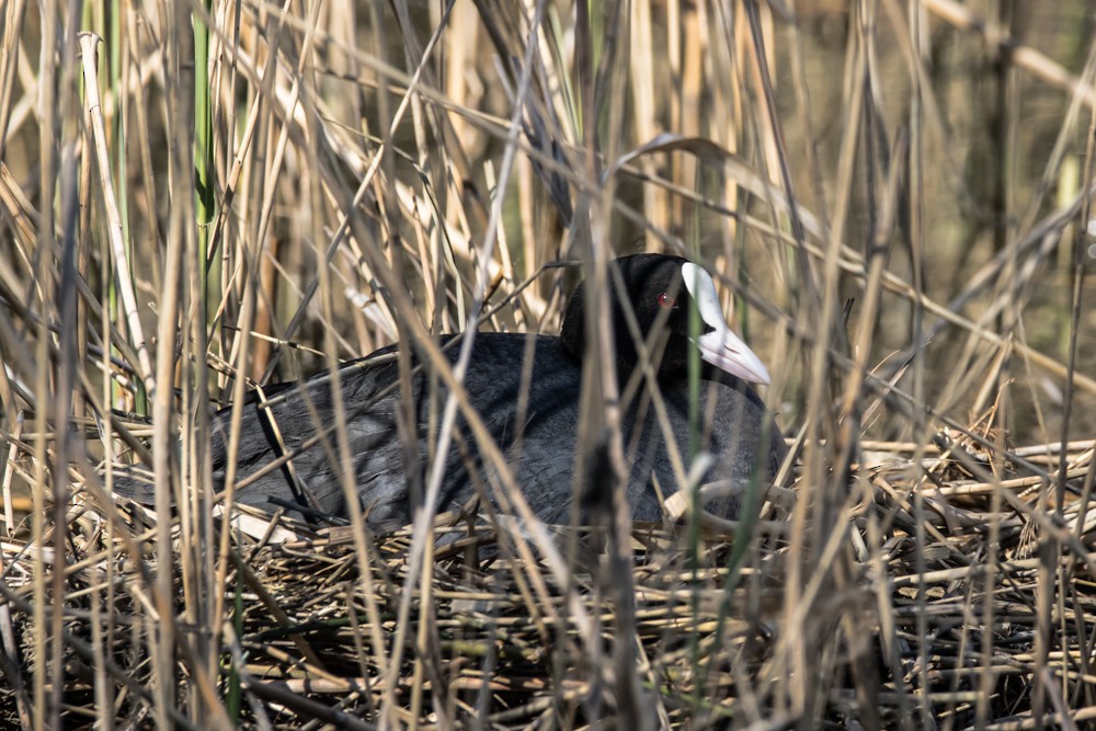 Eurasian Coot - ML438882951