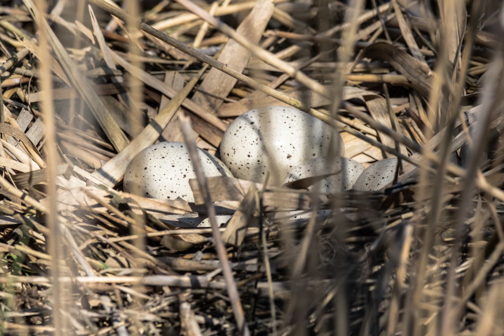 Eurasian Coot - ML438882961