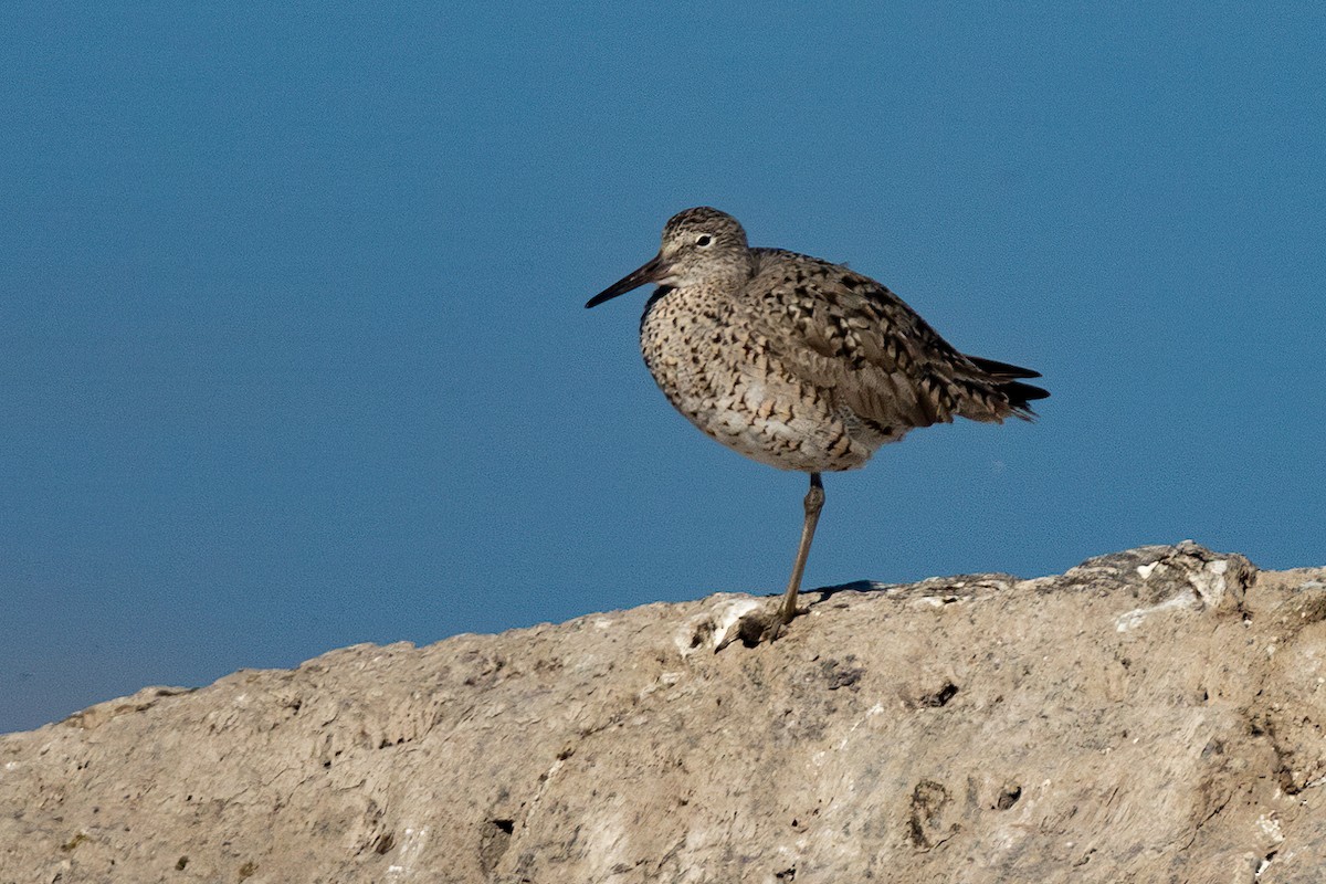 Willet - ML438883391