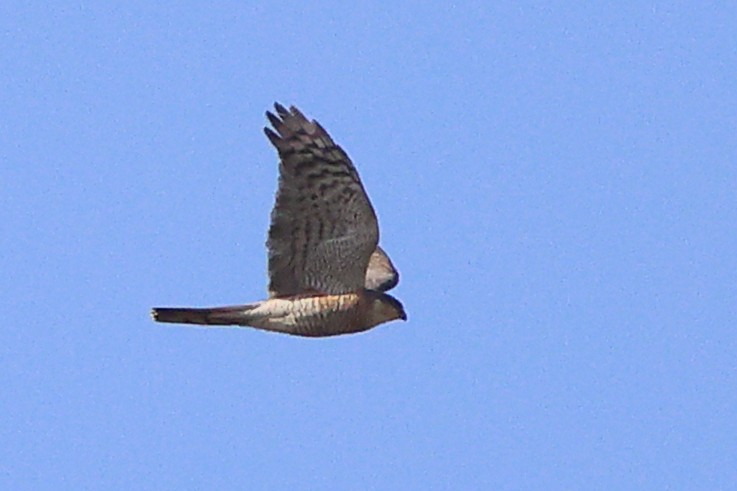 Eurasian Sparrowhawk - ML438884511
