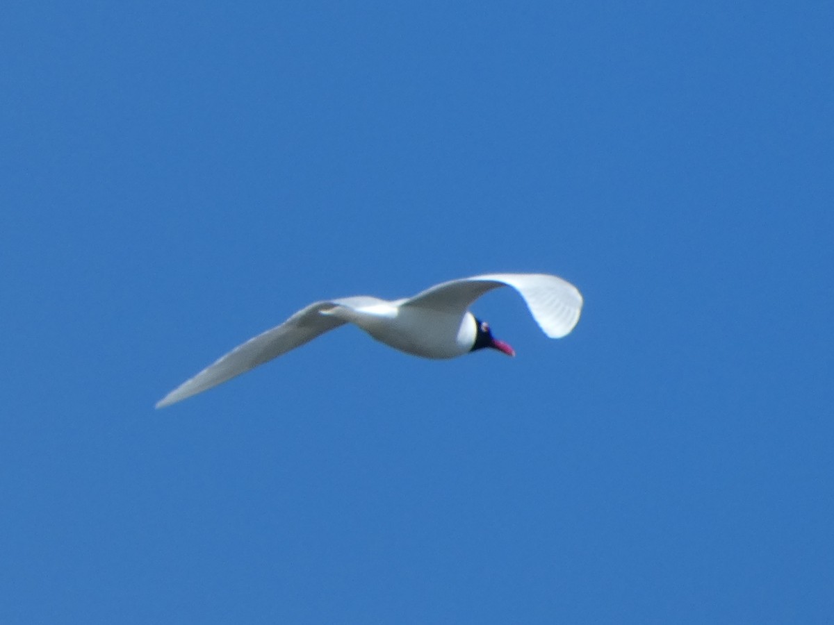 Gaviota Cabecinegra - ML438885531