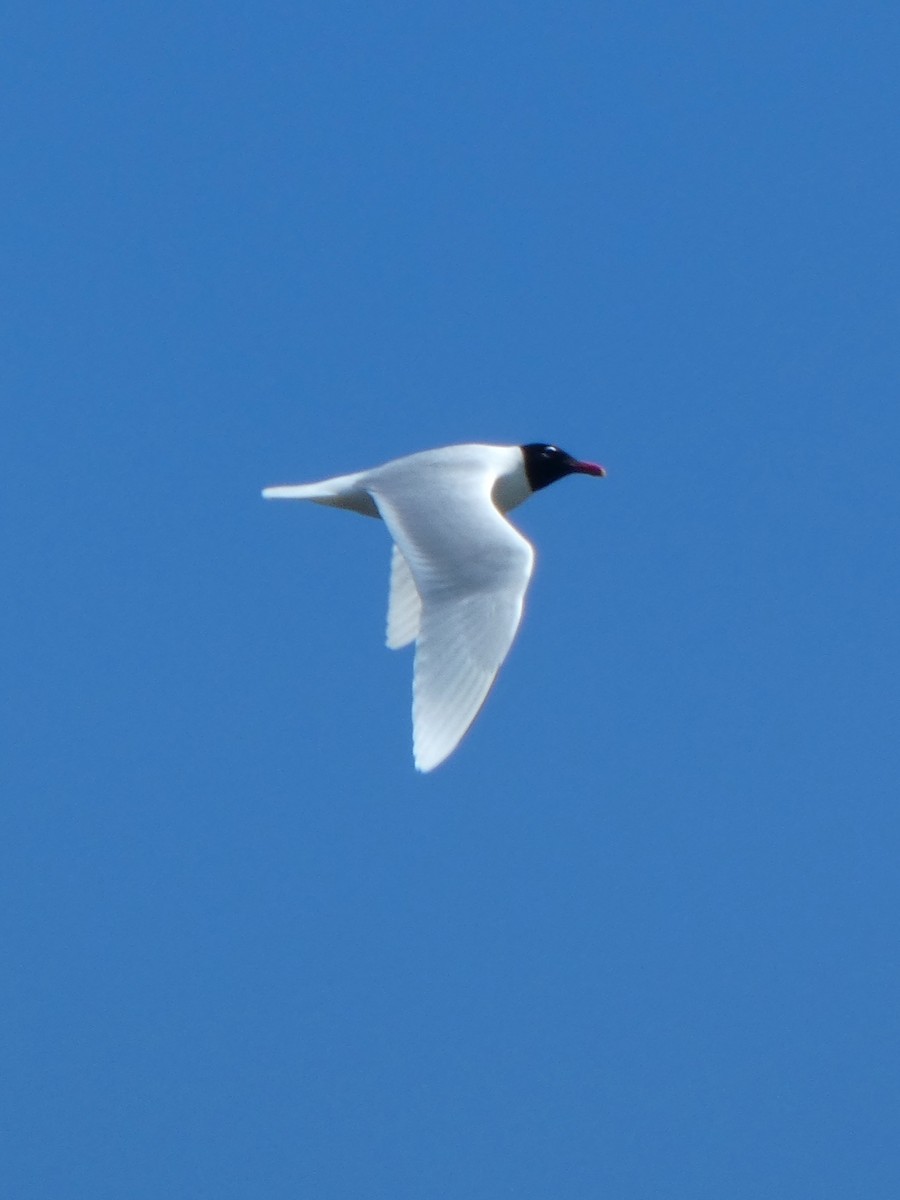 Gaviota Cabecinegra - ML438885541