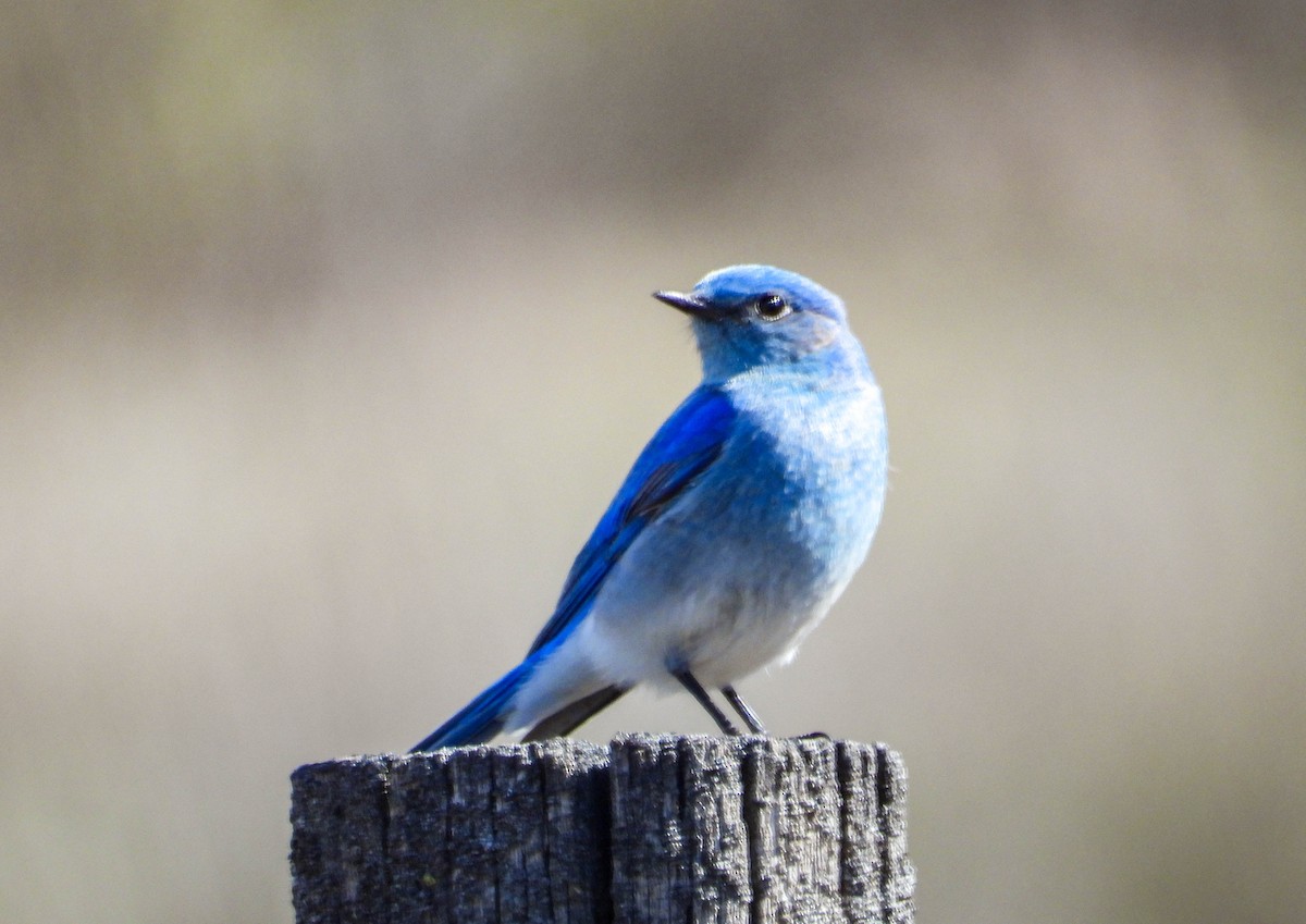 Mountain Bluebird - ML438886051