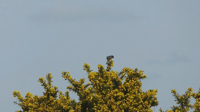 Dartford Warbler - ML438886891