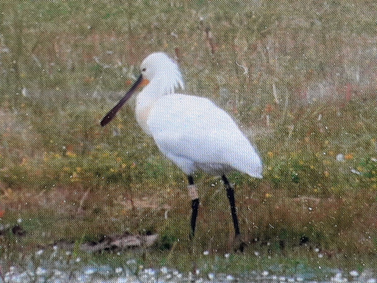 Eurasian Spoonbill - ML438888751