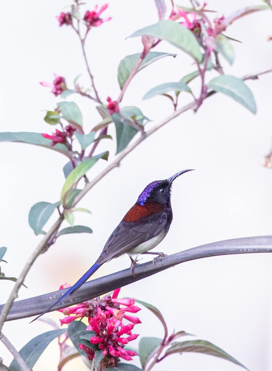 Black-throated Sunbird - Gobind Sagar Bhardwaj