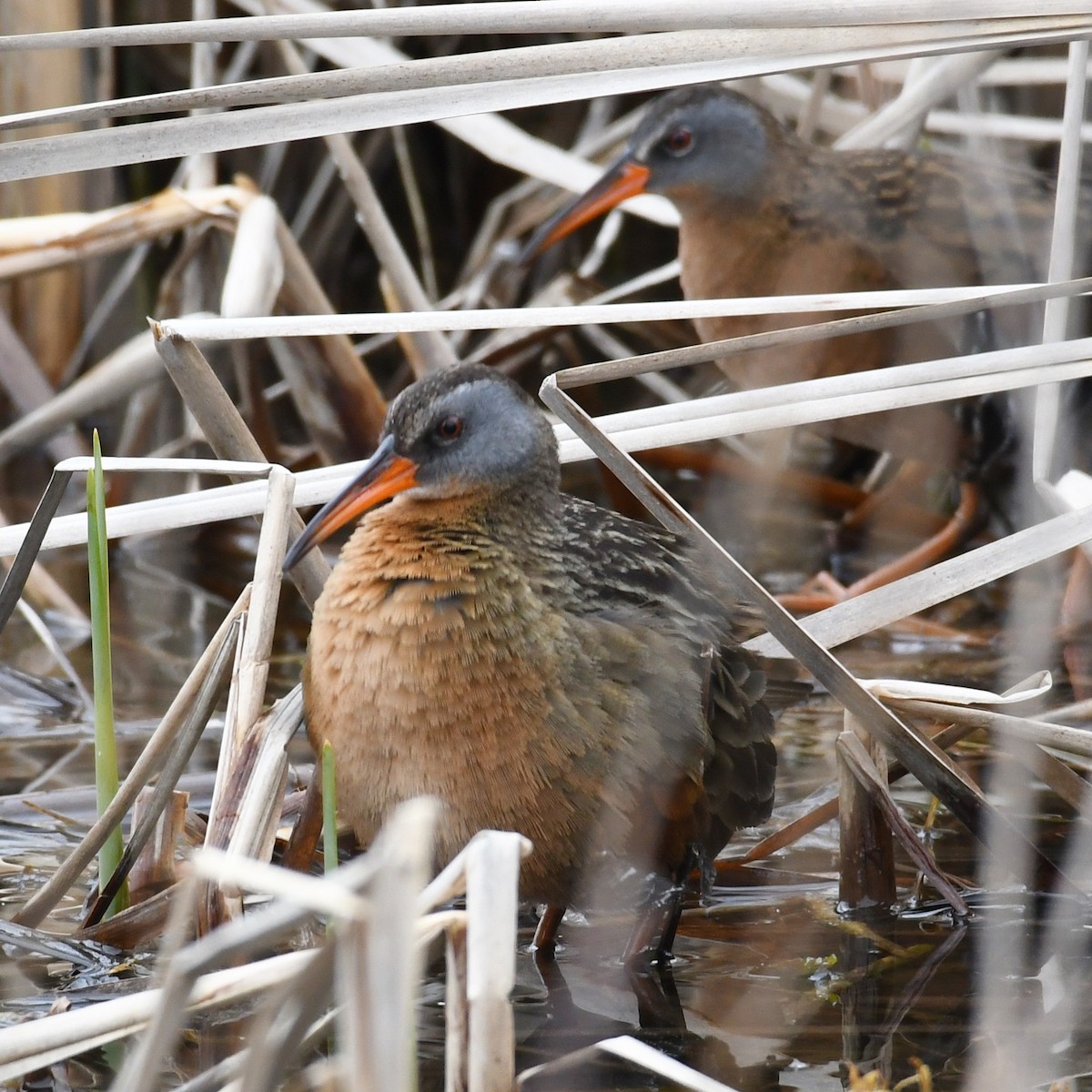Virginia Rail - ML438891341