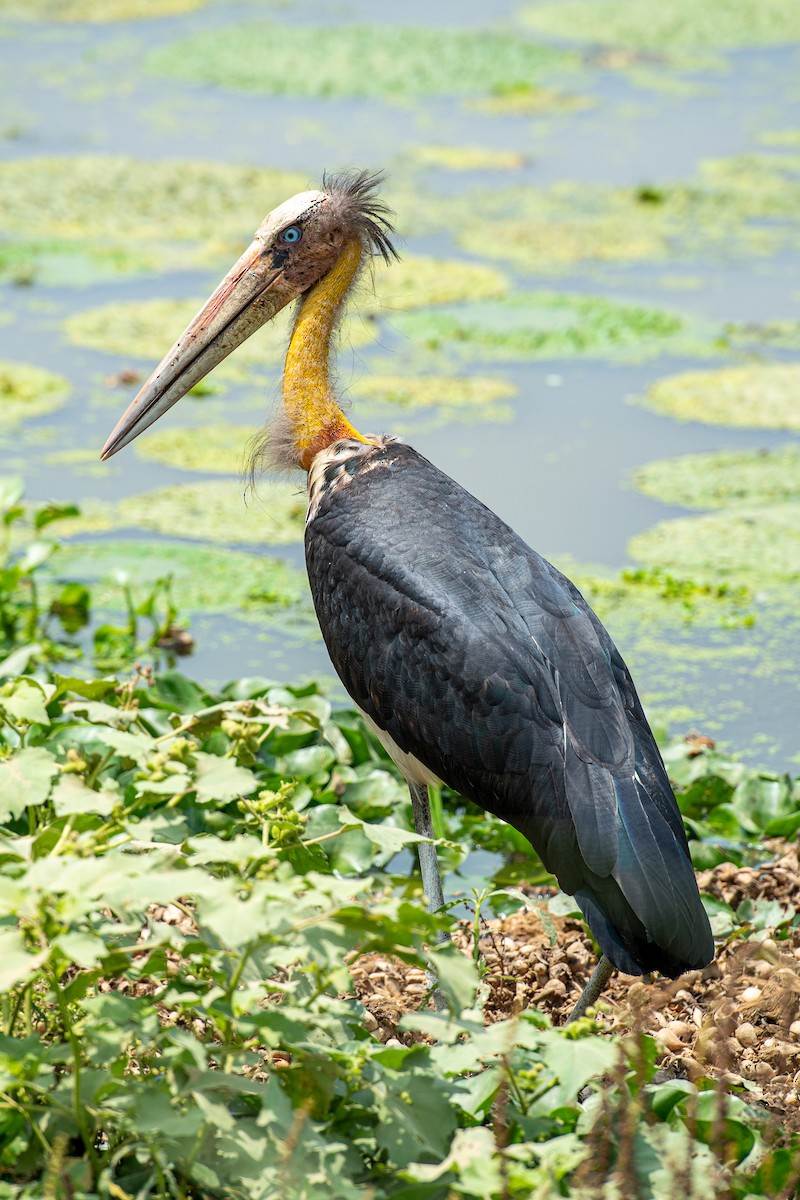 Lesser Adjutant - ML438893121