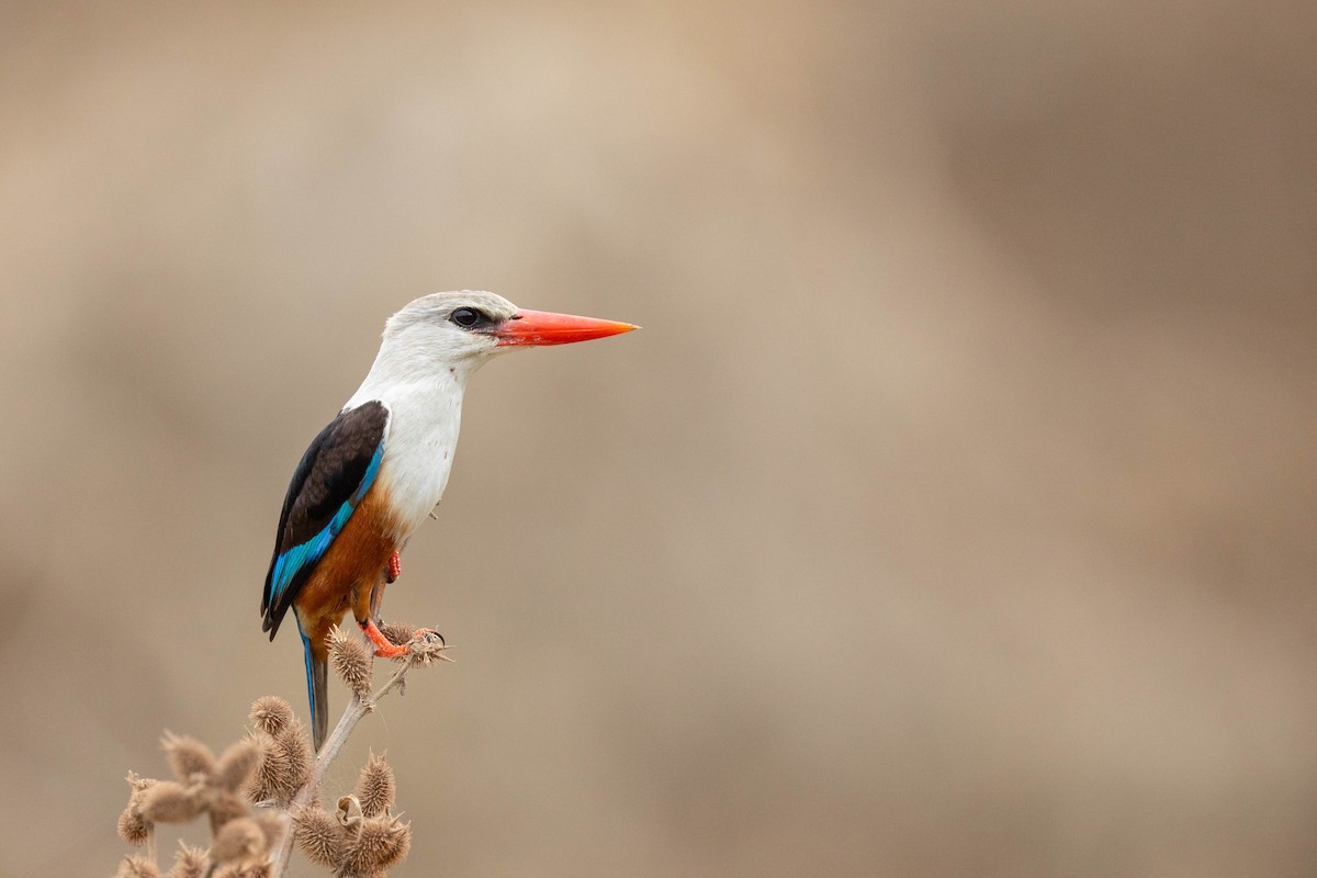 Gray-headed Kingfisher - ML438894331