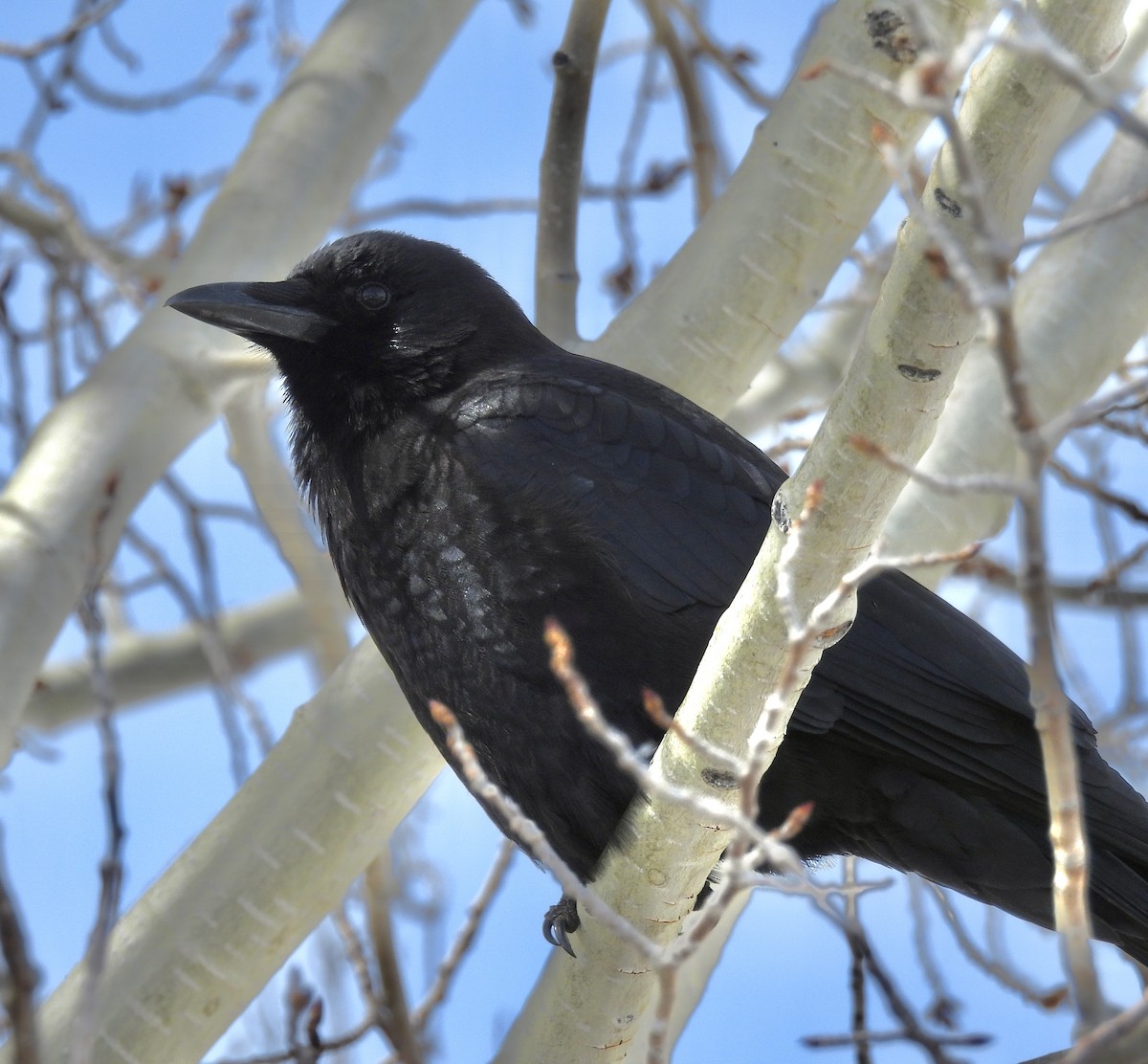 American Crow - Van Remsen