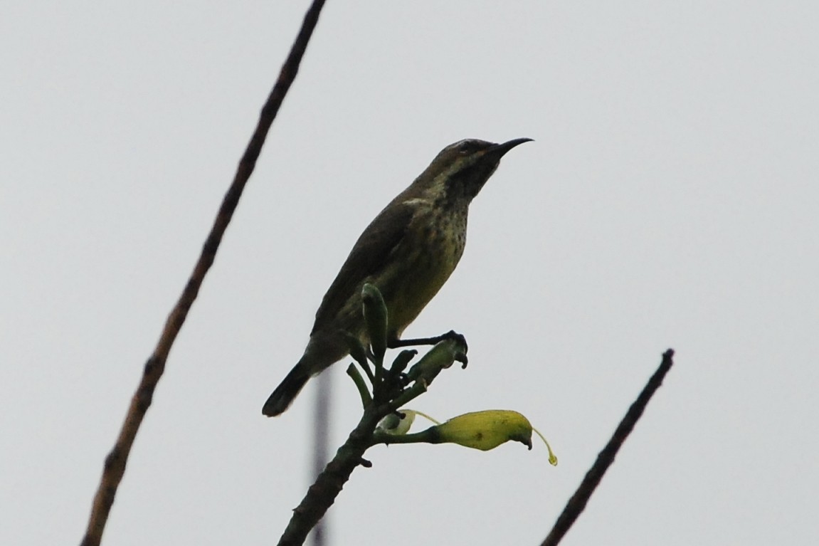 Amethyst Sunbird - Christoph Randler