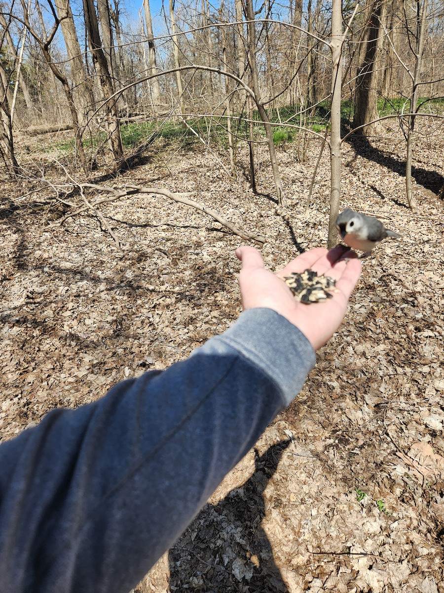 Tufted Titmouse - ML438895601