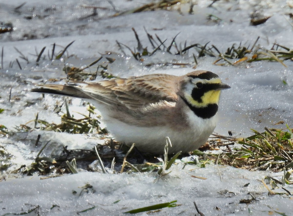 Horned Lark - Van Remsen