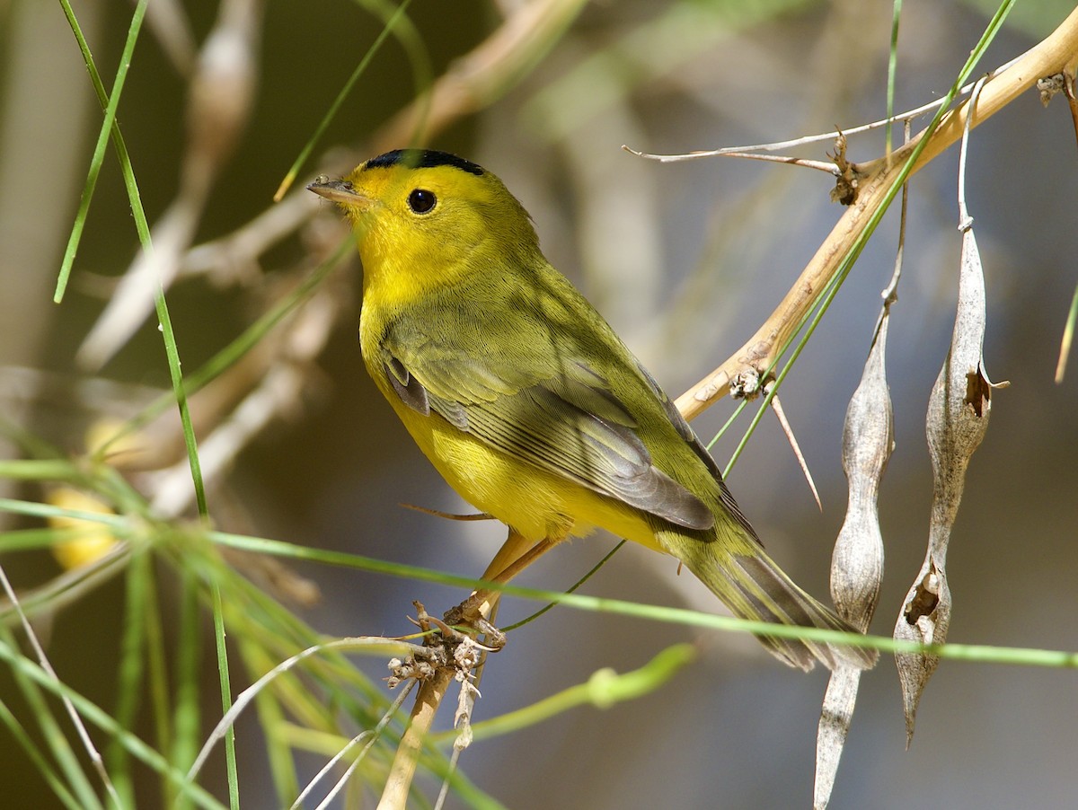 Wilson's Warbler - ML438898261