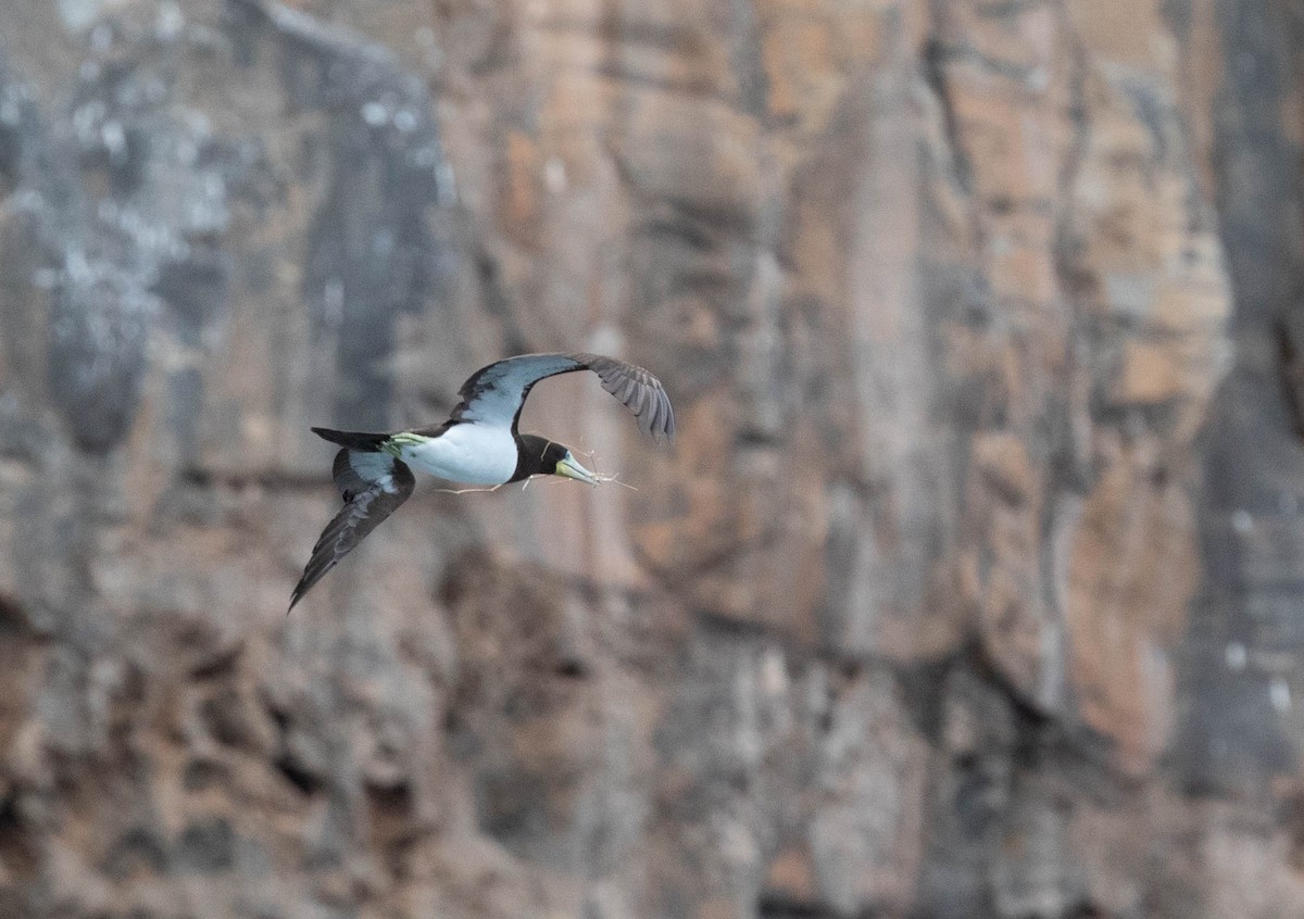 Brown Booby - ML438899501