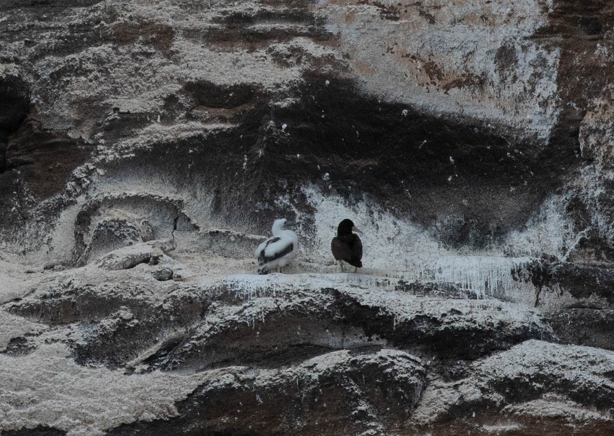 Brown Booby - ML438899621