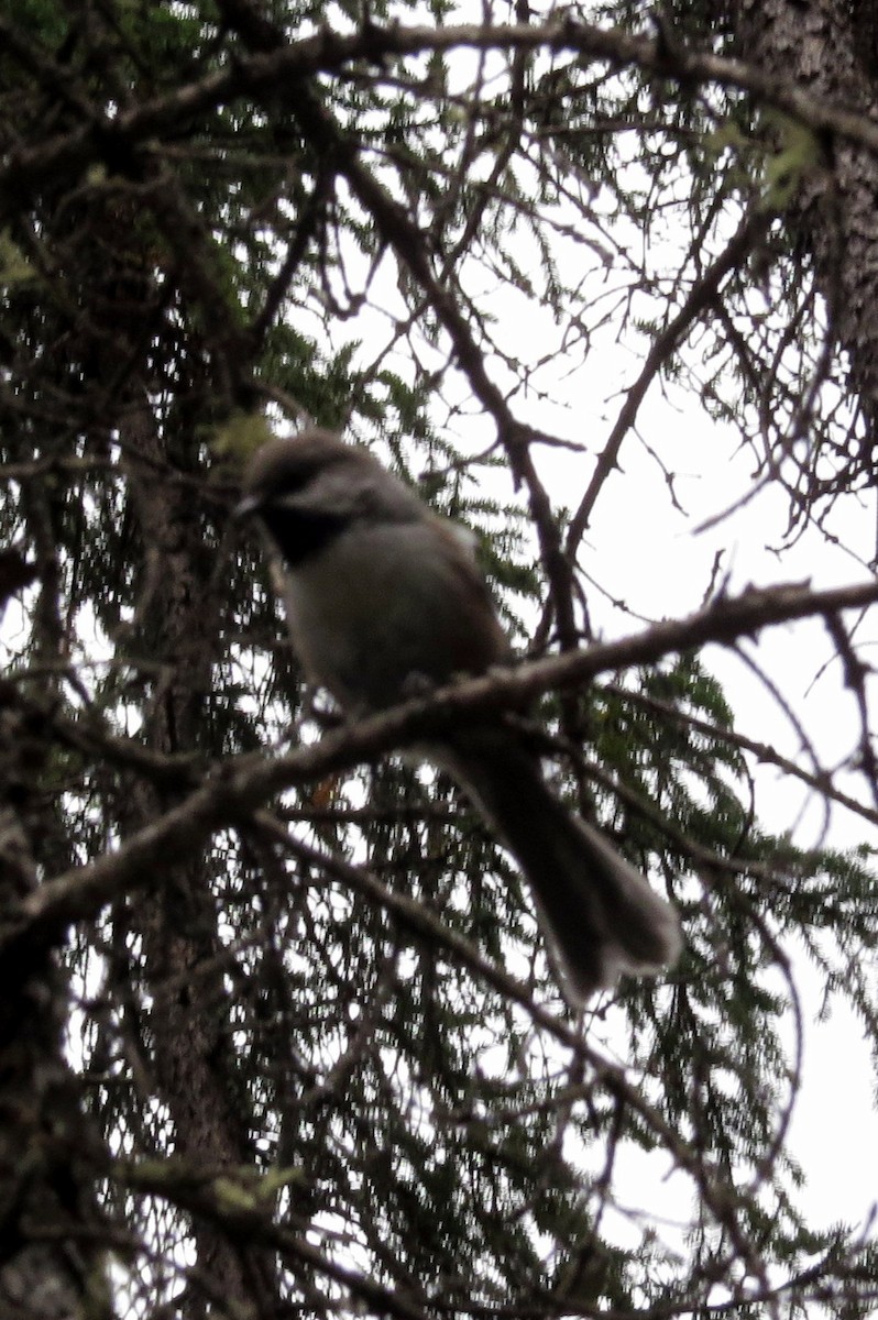 Boreal Chickadee - ML43890141