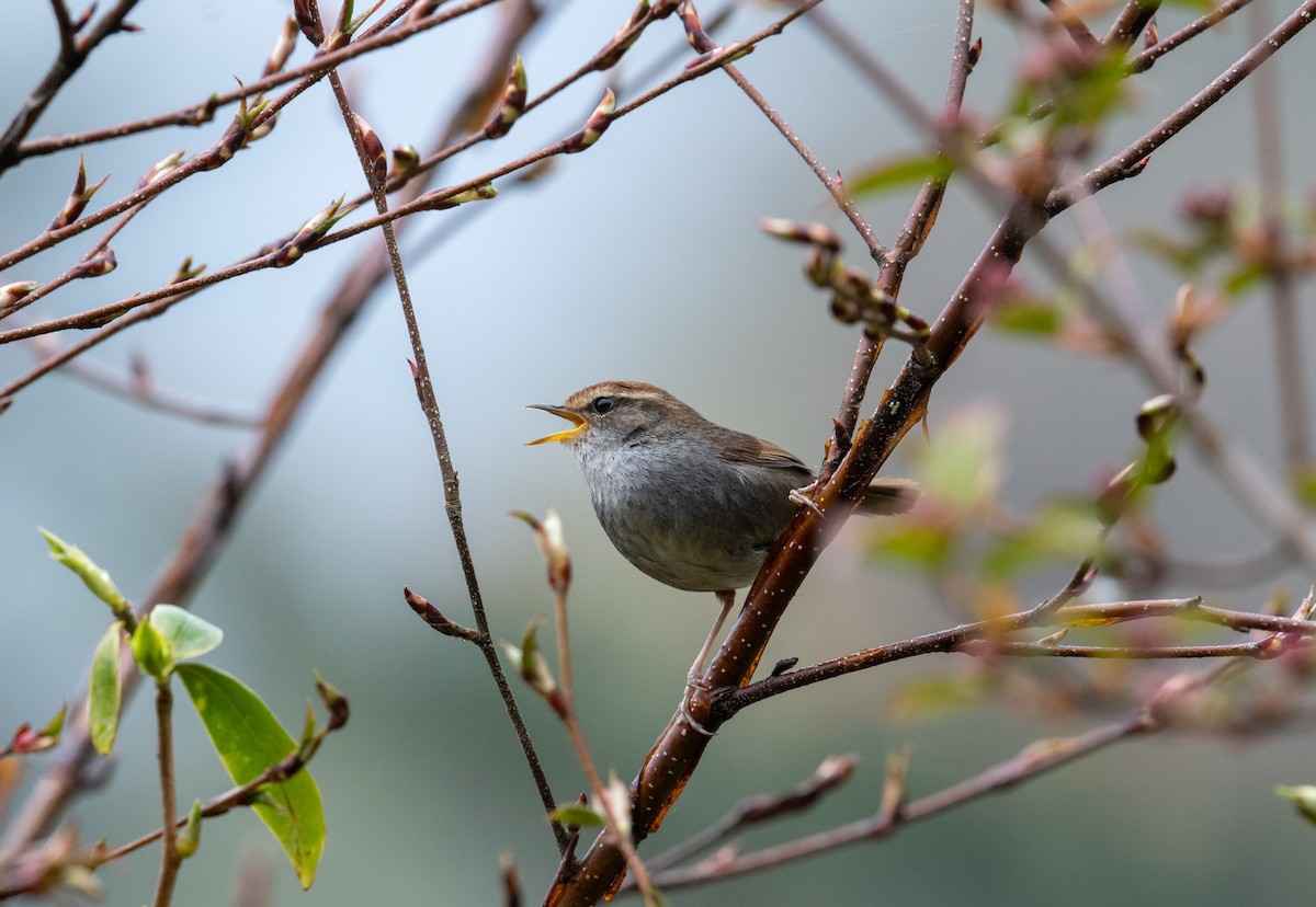 Gray-sided Bush Warbler - Charles Thomas