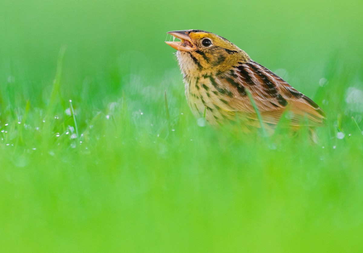 Henslow's Sparrow - ML438901791