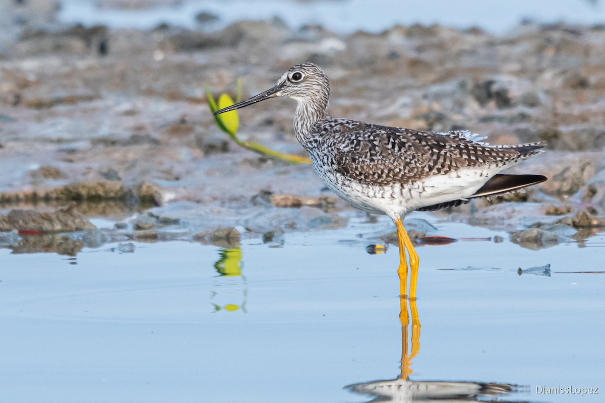 Greater Yellowlegs - Diana López G