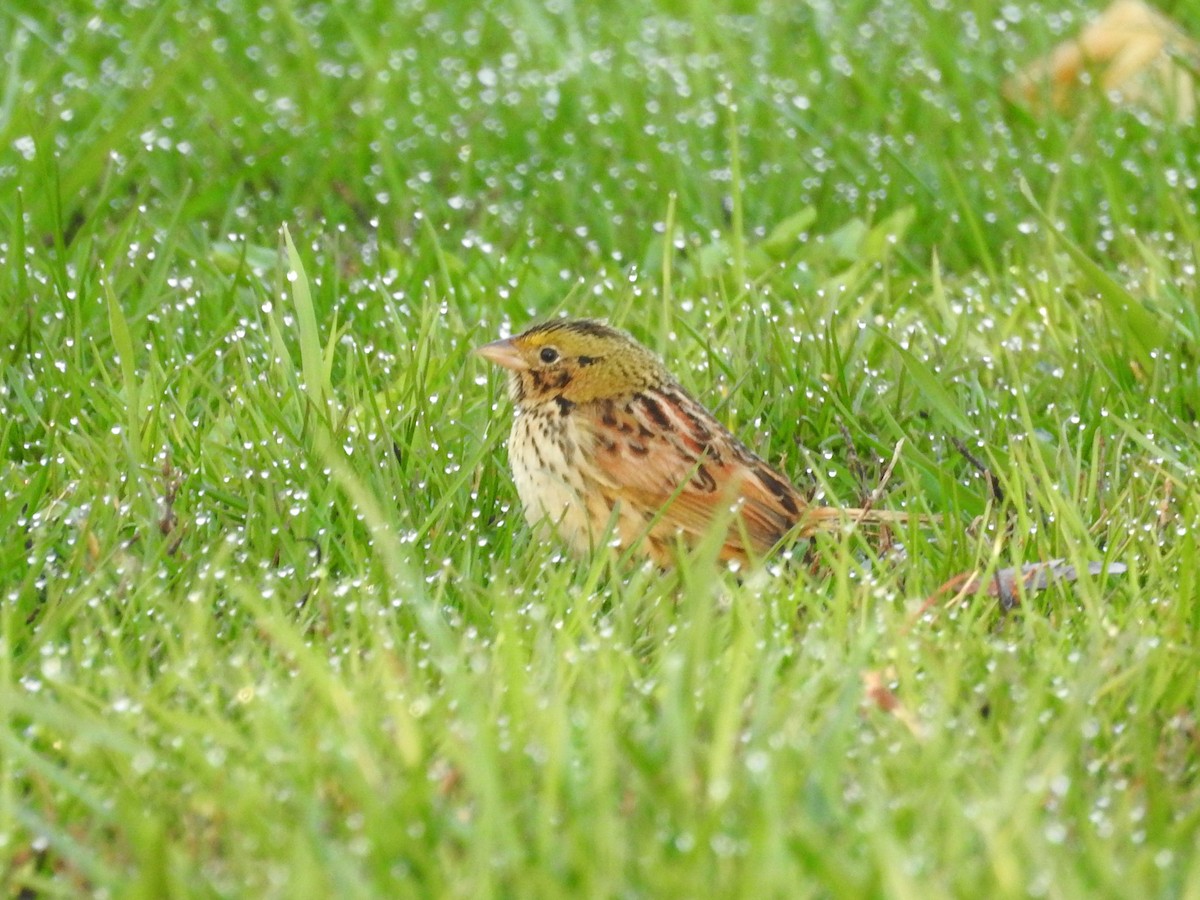 Henslow's Sparrow - ML438906091