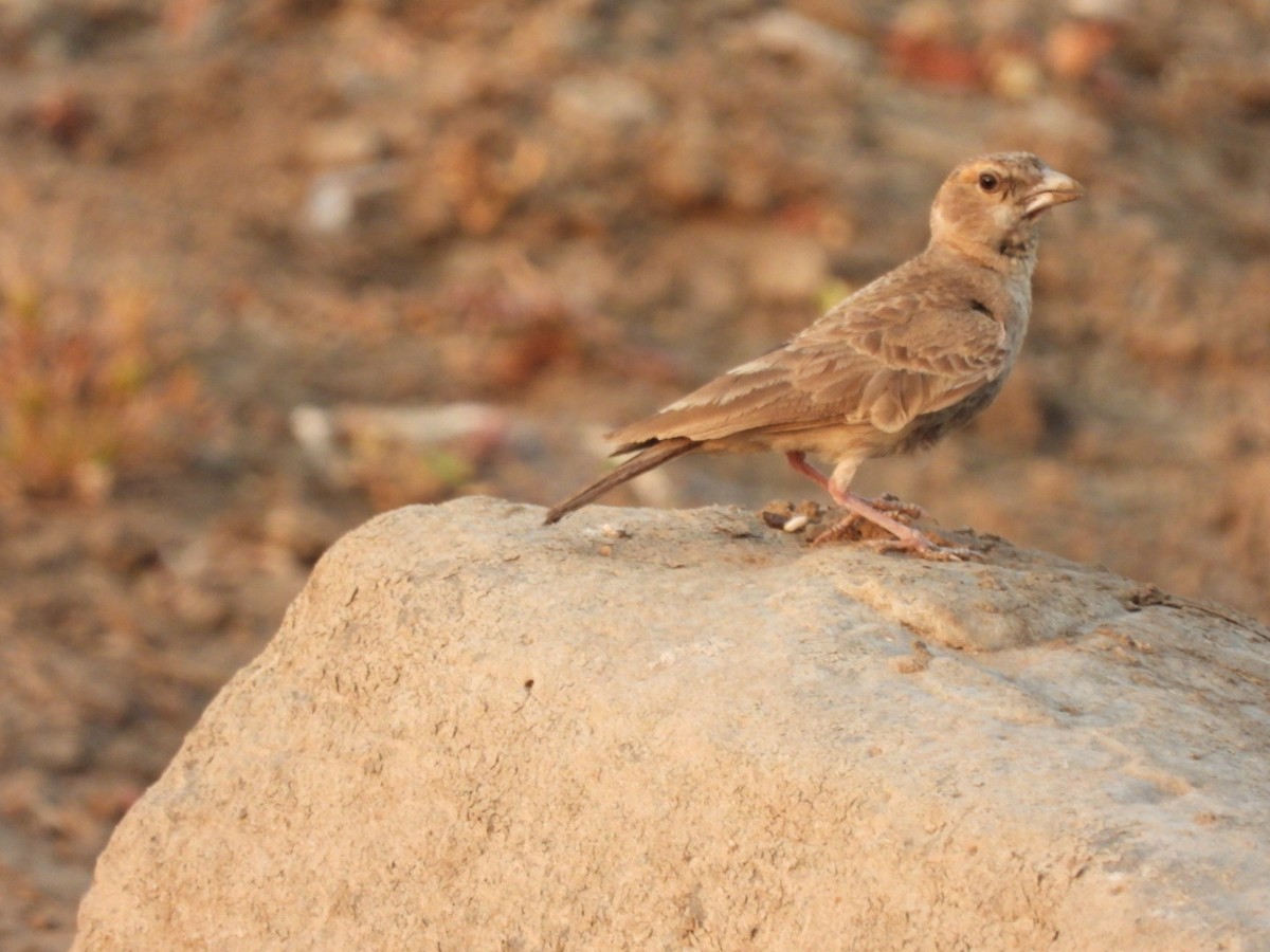 Ashy-crowned Sparrow-Lark - ML438907401
