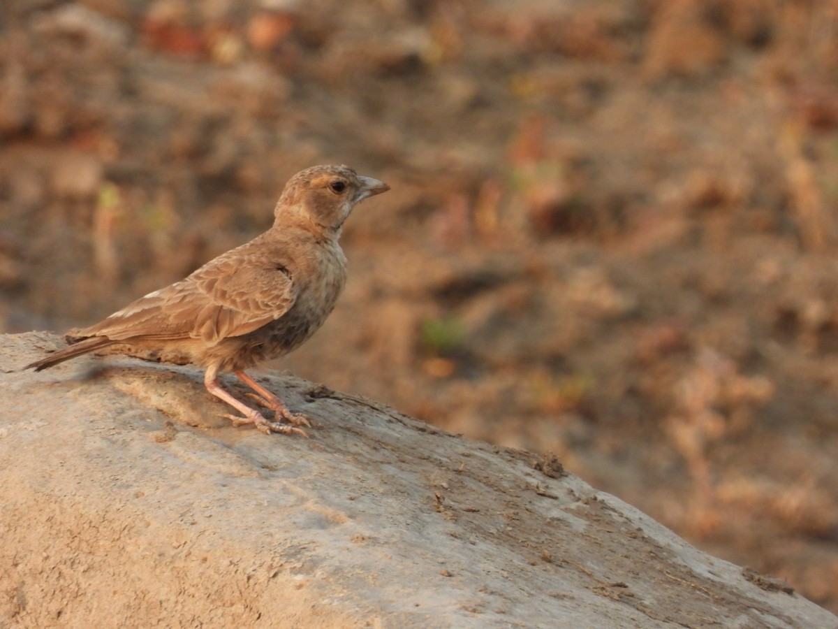 Ashy-crowned Sparrow-Lark - ML438907411