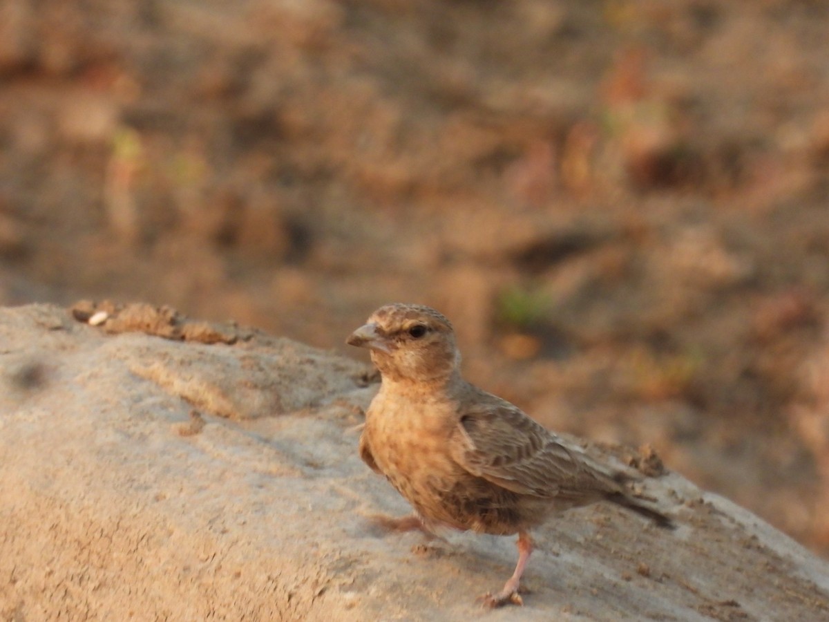 Ashy-crowned Sparrow-Lark - ML438907461