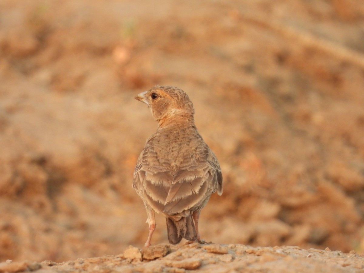 Ashy-crowned Sparrow-Lark - ML438907621