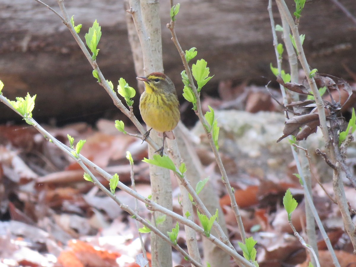 Palm Warbler - ML438908181