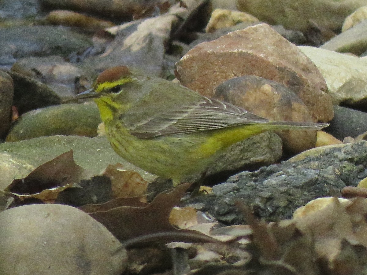 Palm Warbler - ML438908191