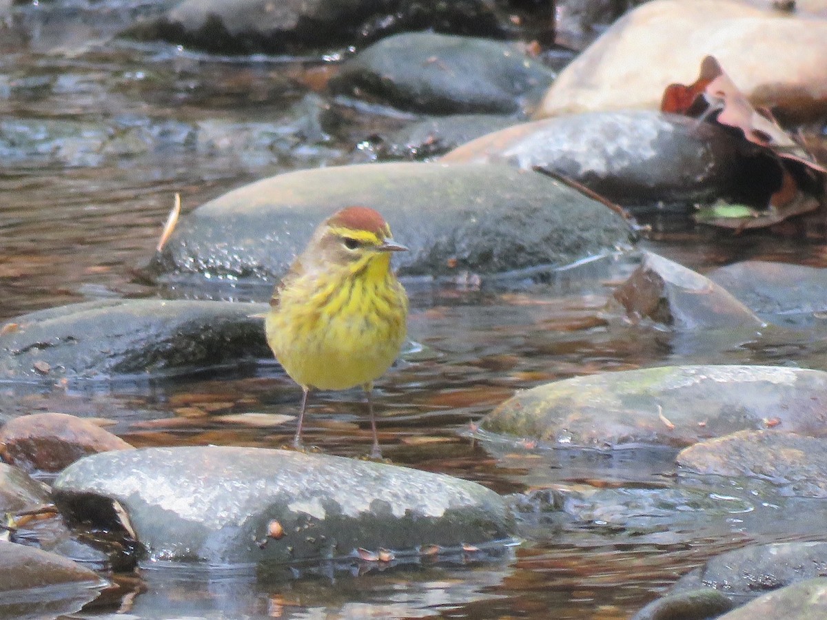 Palm Warbler - ML438908201