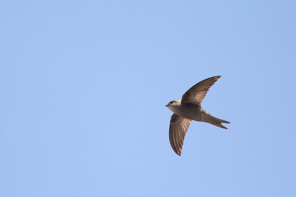 Cape Verde Swift - ML438909381