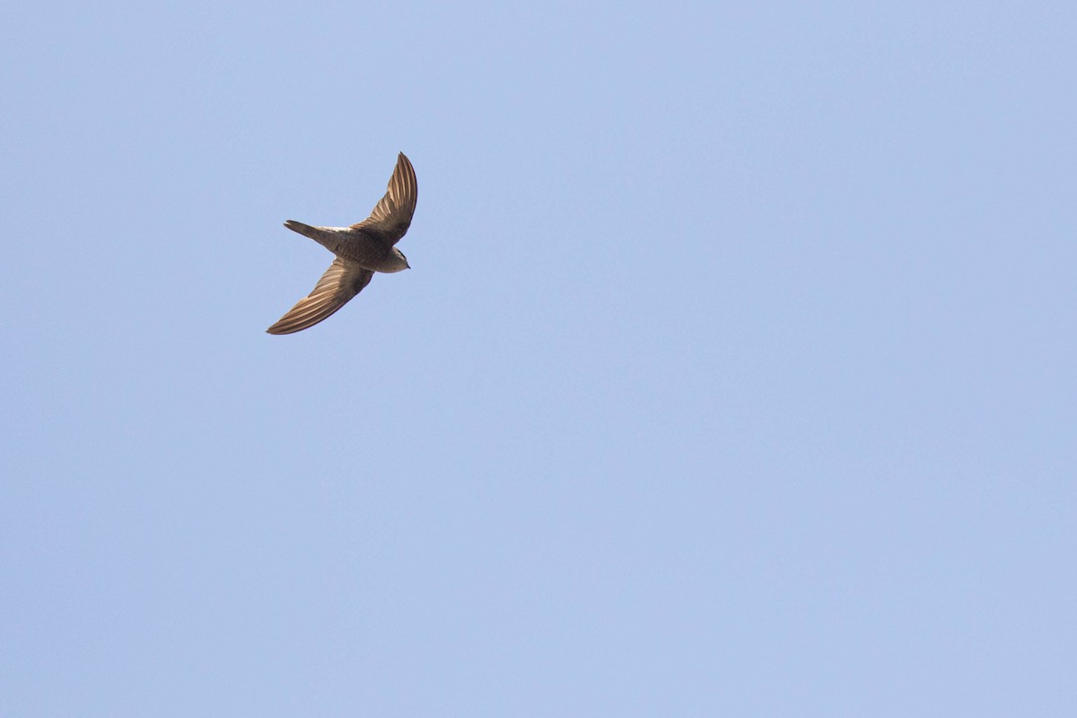 Cape Verde Swift - ML438909851