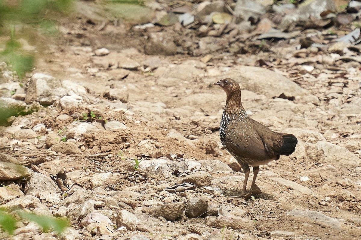 Coq de Sonnerat - ML438909891